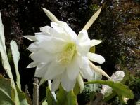 Thumbnail of 1503_Epicactus Hybride weiss-rosa_20150524_01(1).JPG